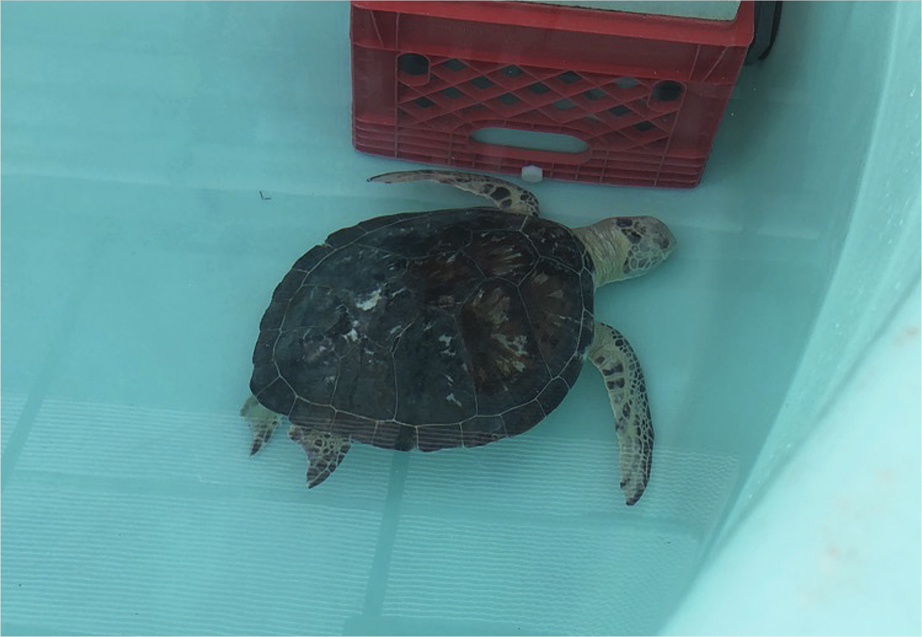 Sea Turtles: Importance, Threats, and how you can save them – A n c h o ...