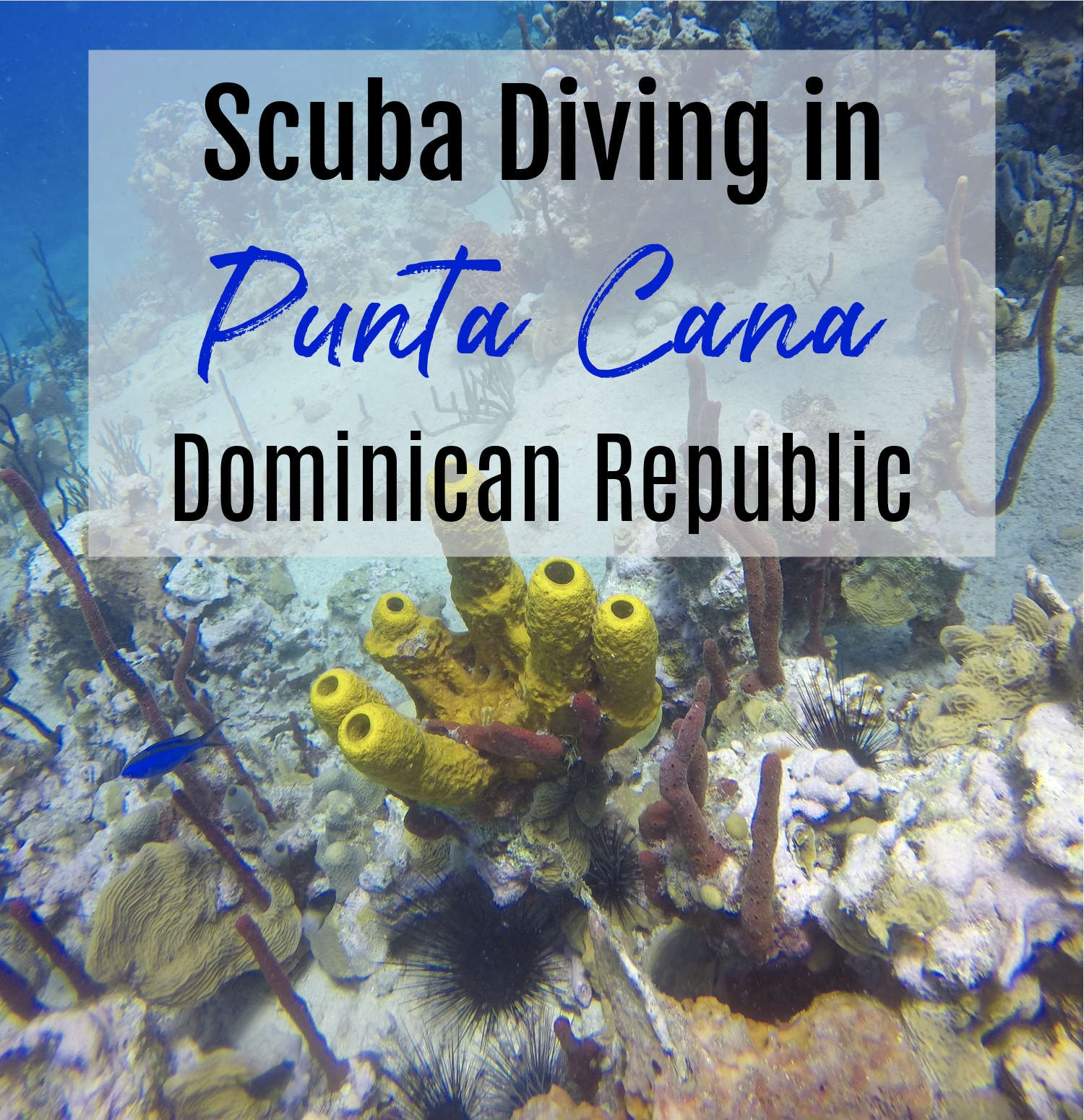 Scuba Diving in Punta Cana Dominican Republic