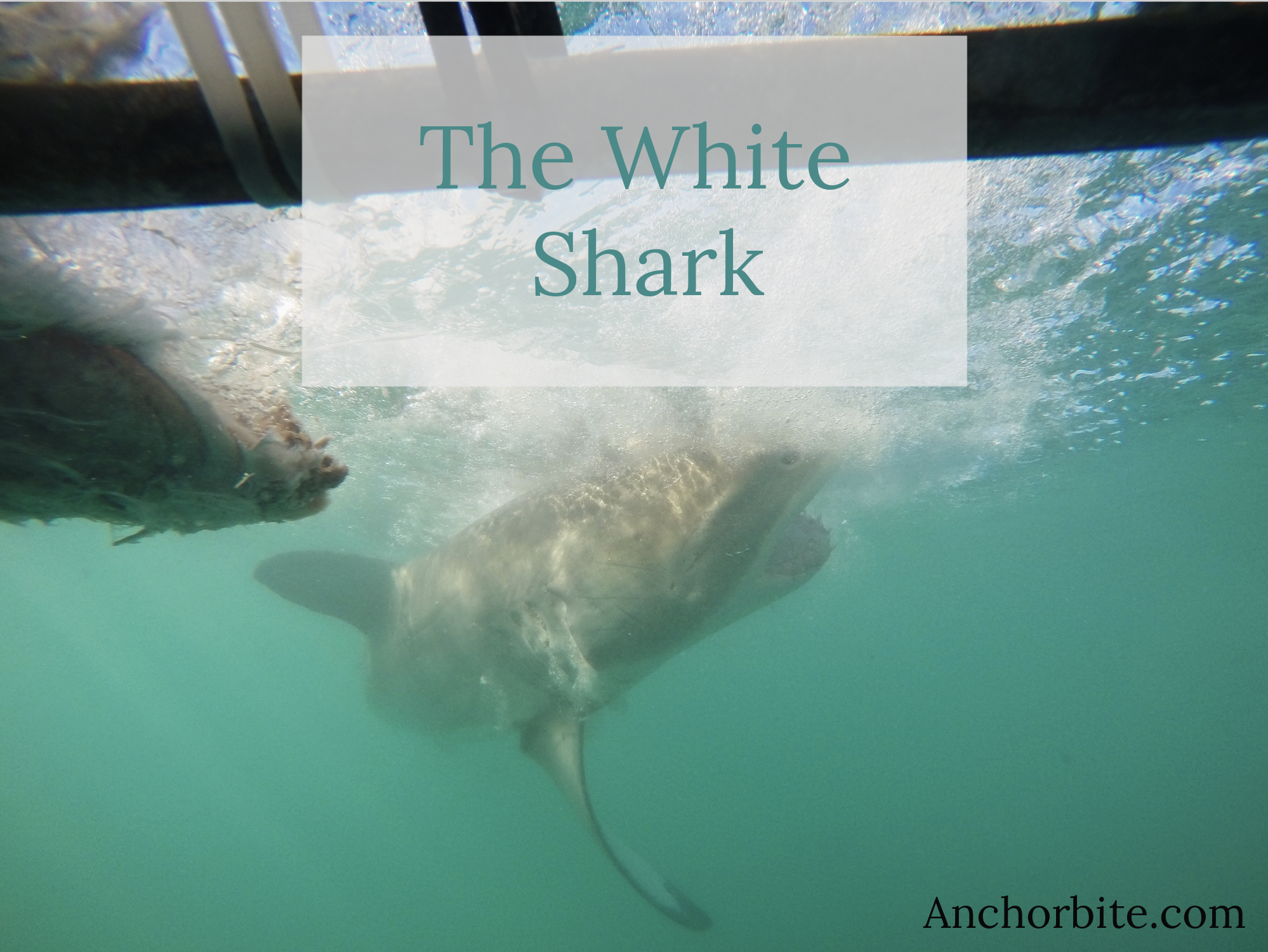 The White Shark