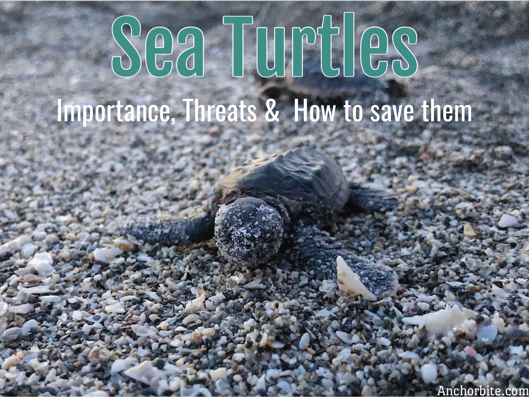 Sea Turtles: Importance, Threats, and how you can save them