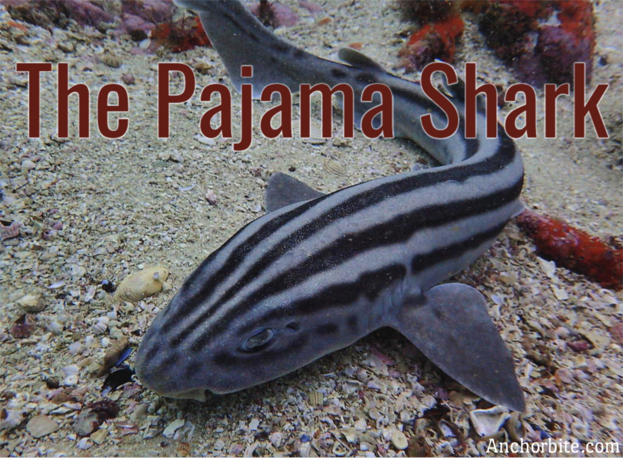 The Pajama Shark
