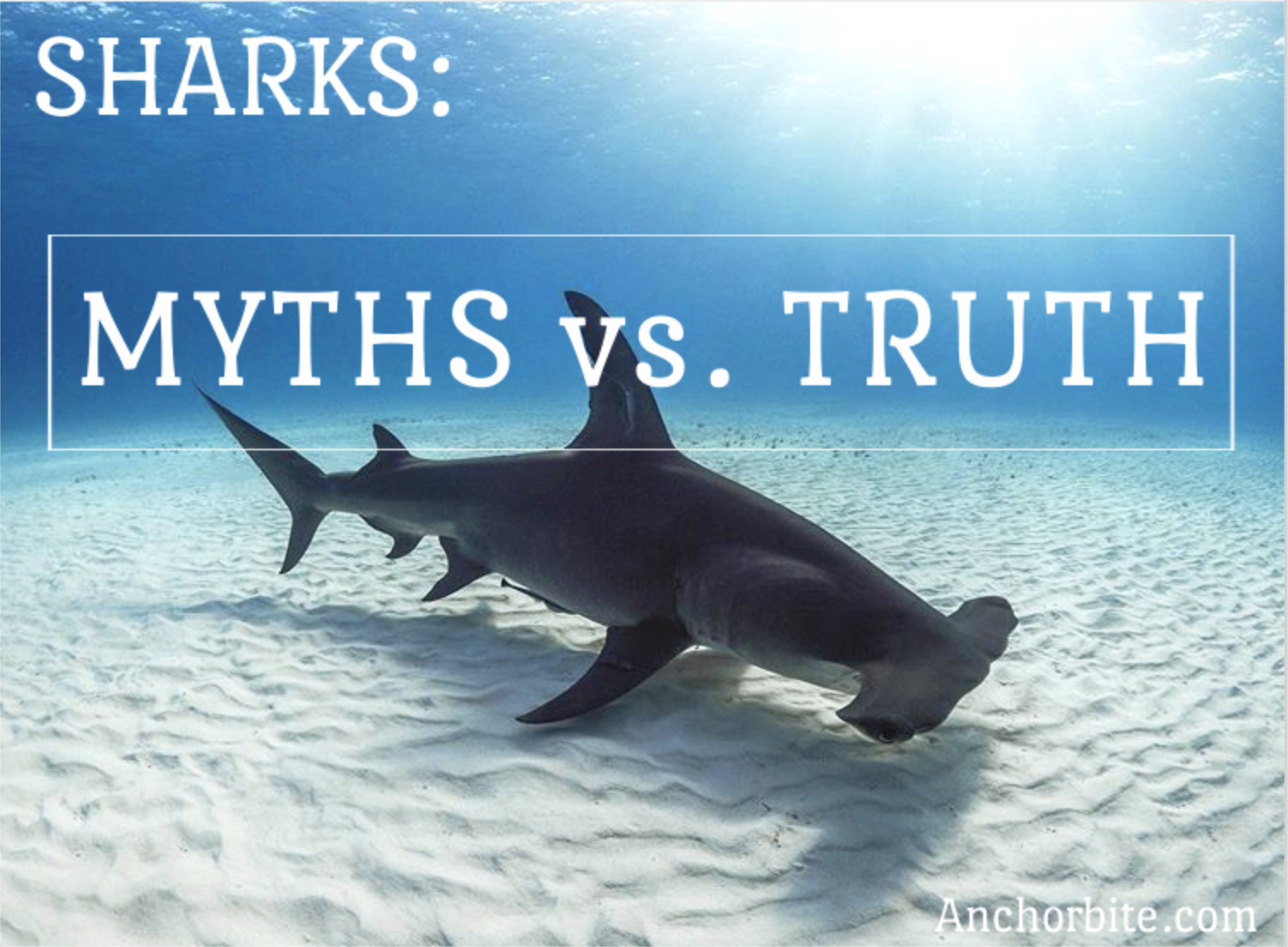 Sharks: Misconceptions vs the truth