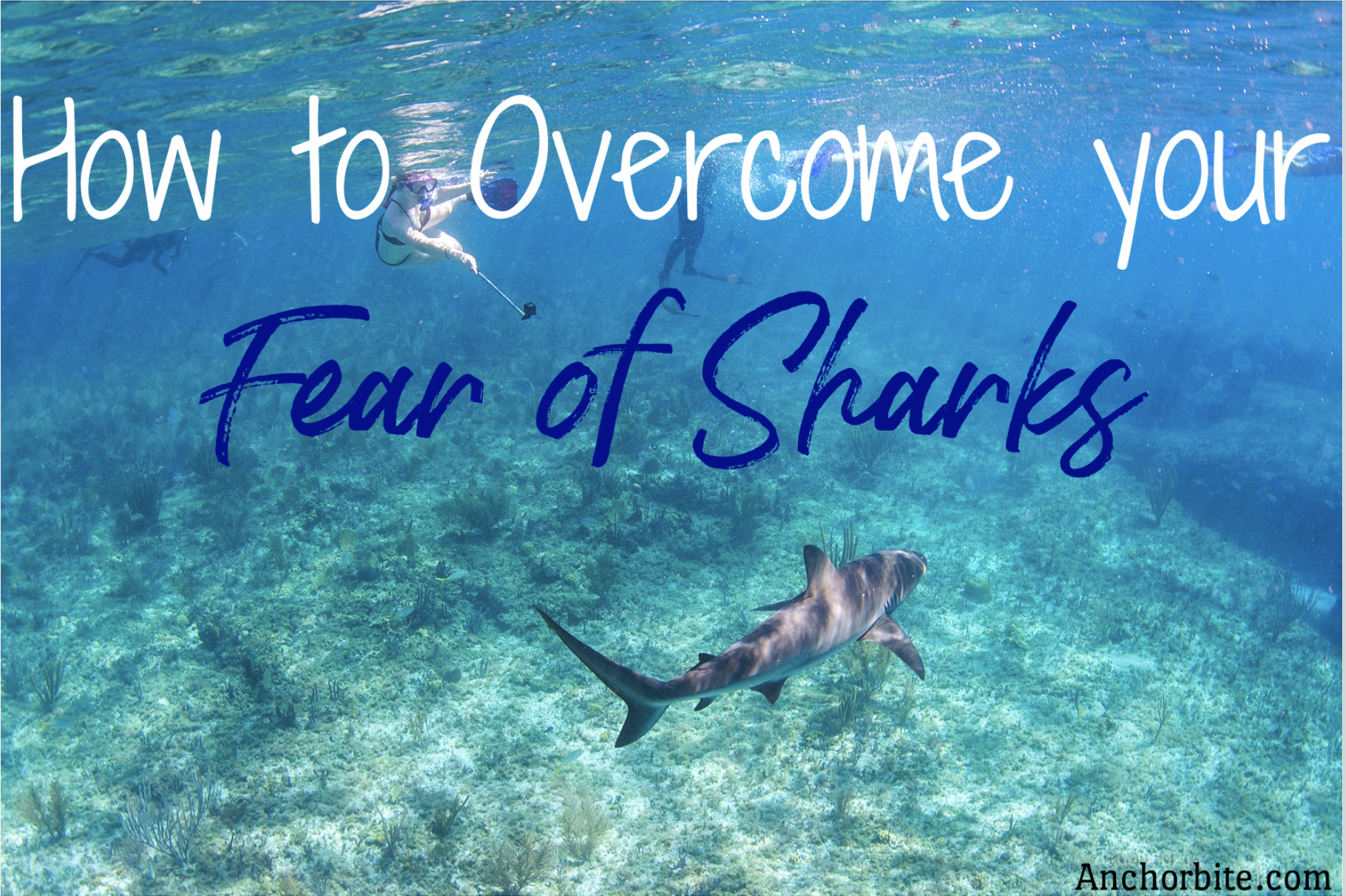 How to overcome your fear of Sharks