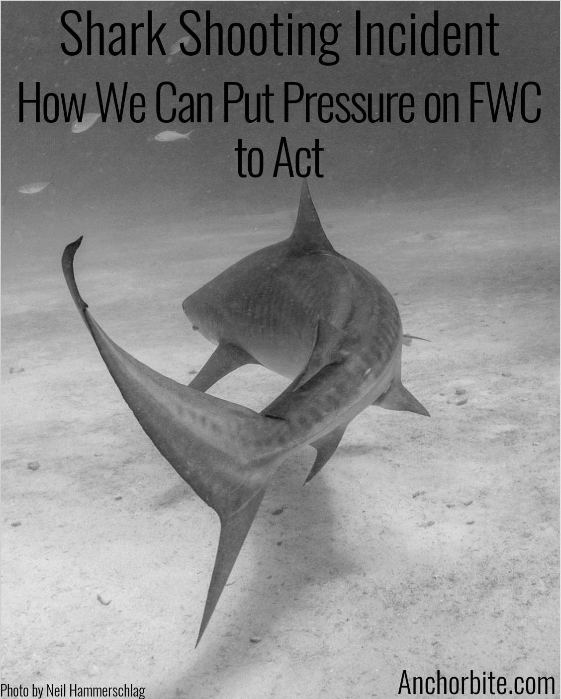 Shark Shooting Incident and How We Can Put Pressure on FWC to Act
